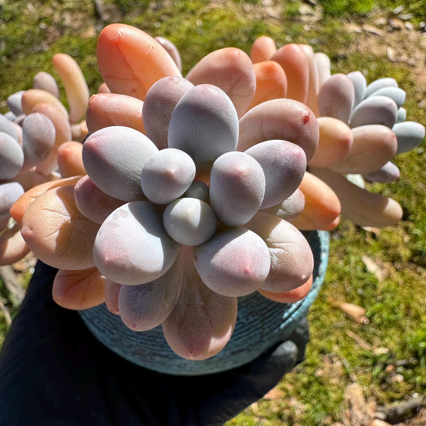 Graptopetalum Amethystinum ' Sweet Ball ’ cluster, 5heads, 3.5inches, live plant