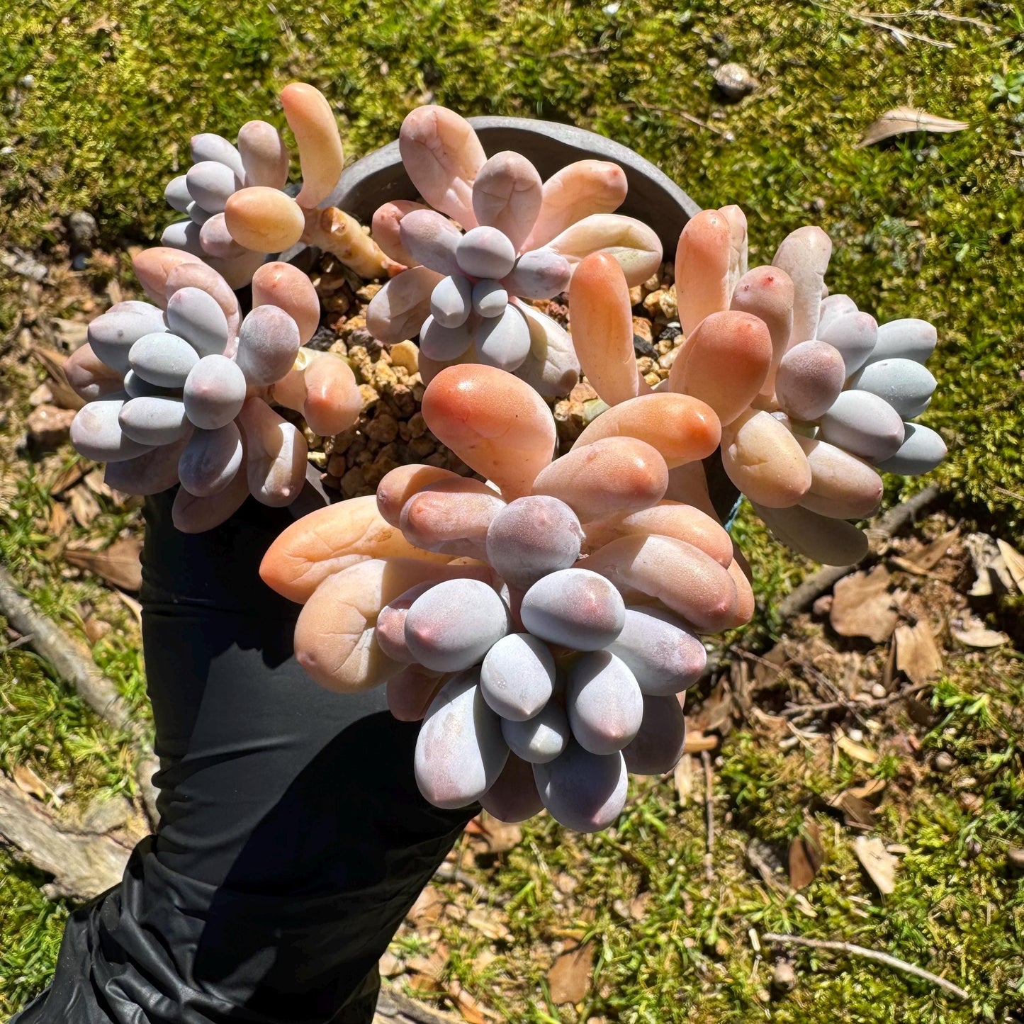 Graptopetalum Amethystinum ' Sweet Ball ’ cluster, 5heads, 3.5inches, live plant