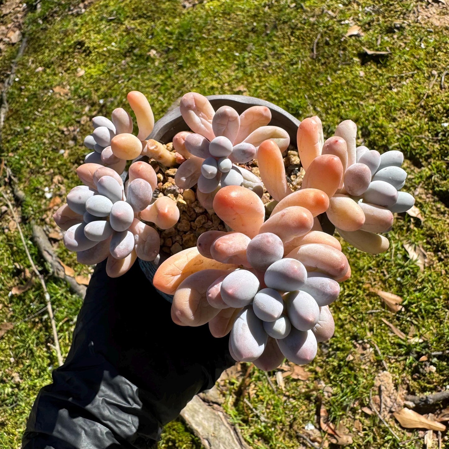 Graptopetalum Amethystinum ' Sweet Ball ’ cluster, 5heads, 3.5inches, live plant