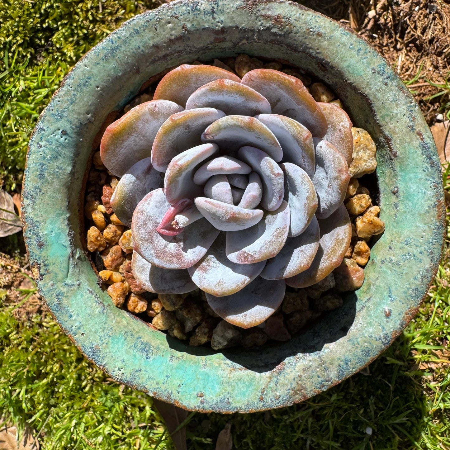 Echeveria 'Laui', leaves with powder , single head, 2.2inches, Bare Root, Imported Rare Succulent, live plant, gift