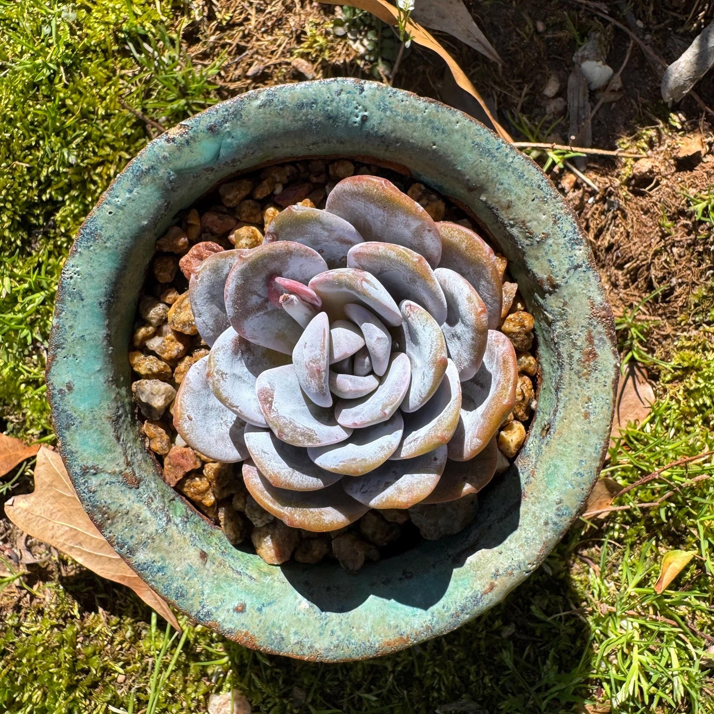 Echeveria 'Laui', leaves with powder , single head, 2.2inches, Bare Root, Imported Rare Succulent, live plant, gift