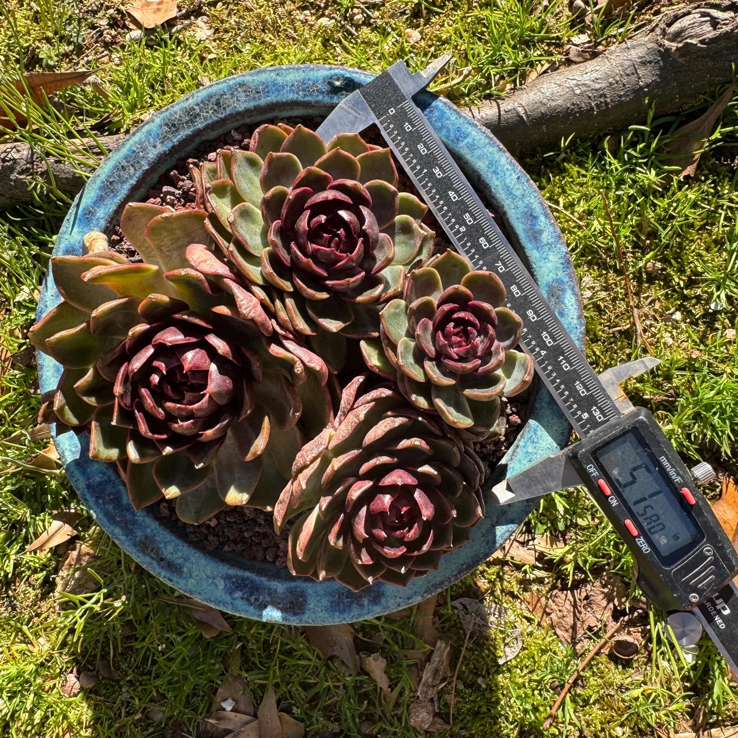 Echeveria 'blueberry ' big cluster, 5.7inches, 4heads, Bare Root, Imported Rare Succulent, live plant, gift