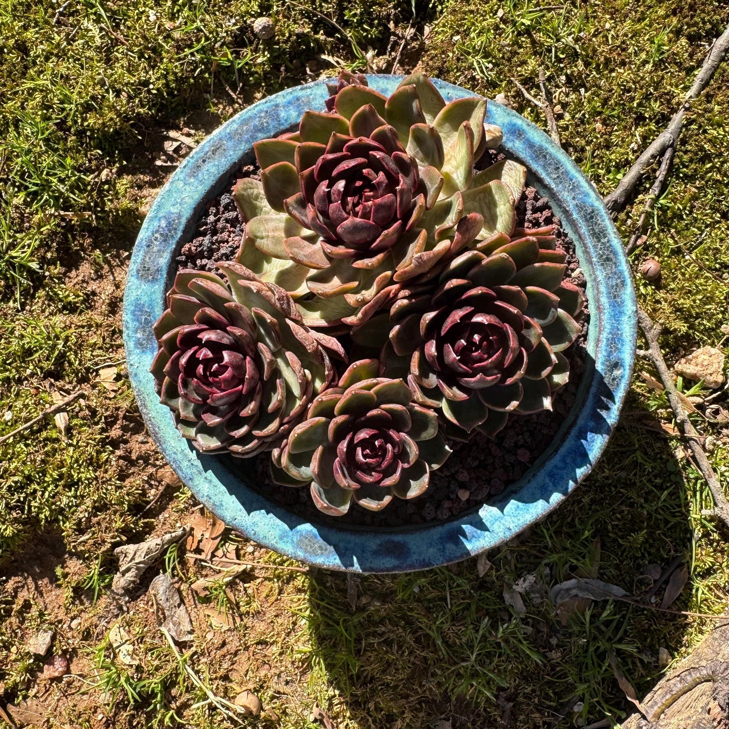 Echeveria 'blueberry ' big cluster, 5.7inches, 4heads, Bare Root, Imported Rare Succulent, live plant, gift