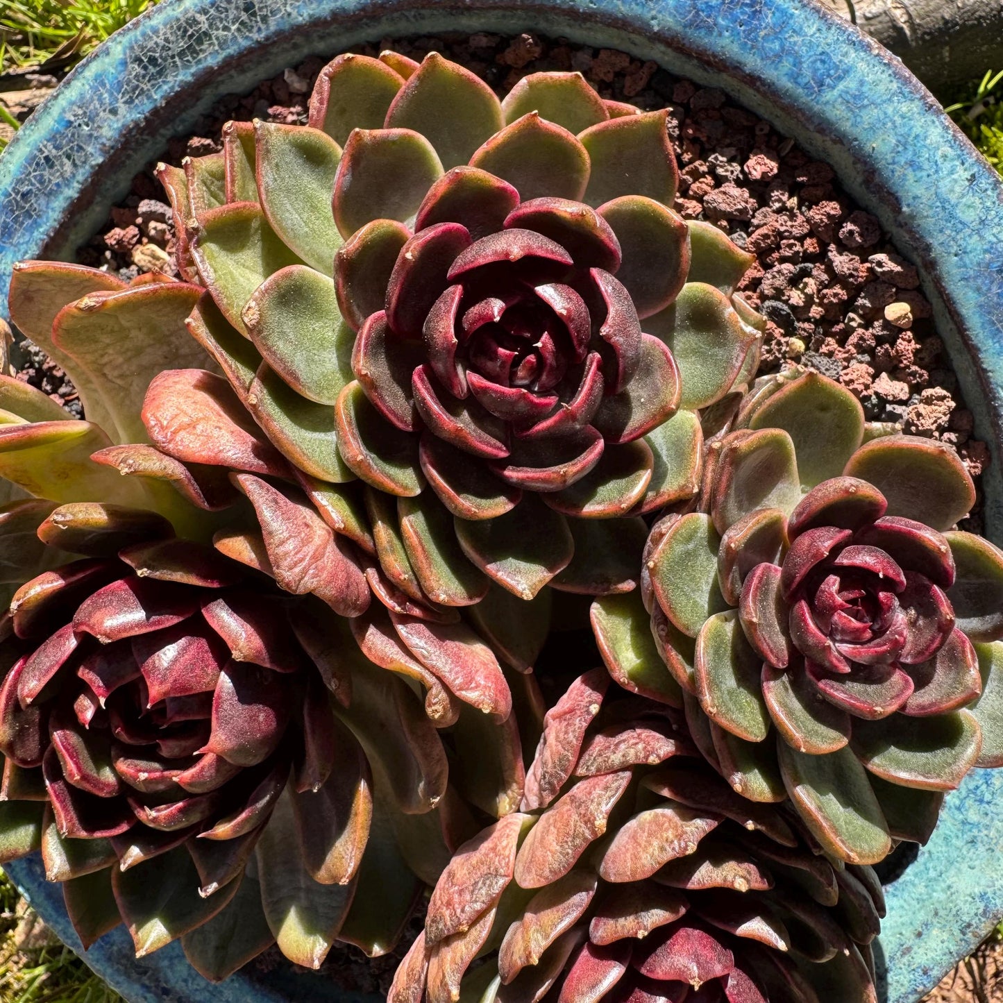Echeveria 'blueberry ' big cluster, 5.7inches, 4heads, Bare Root, Imported Rare Succulent, live plant, gift