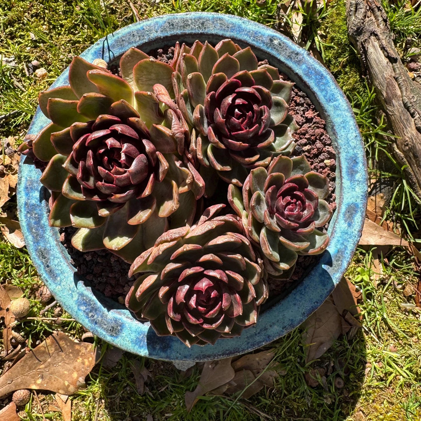 Echeveria 'blueberry ' big cluster, 5.7inches, 4heads, Bare Root, Imported Rare Succulent, live plant, gift
