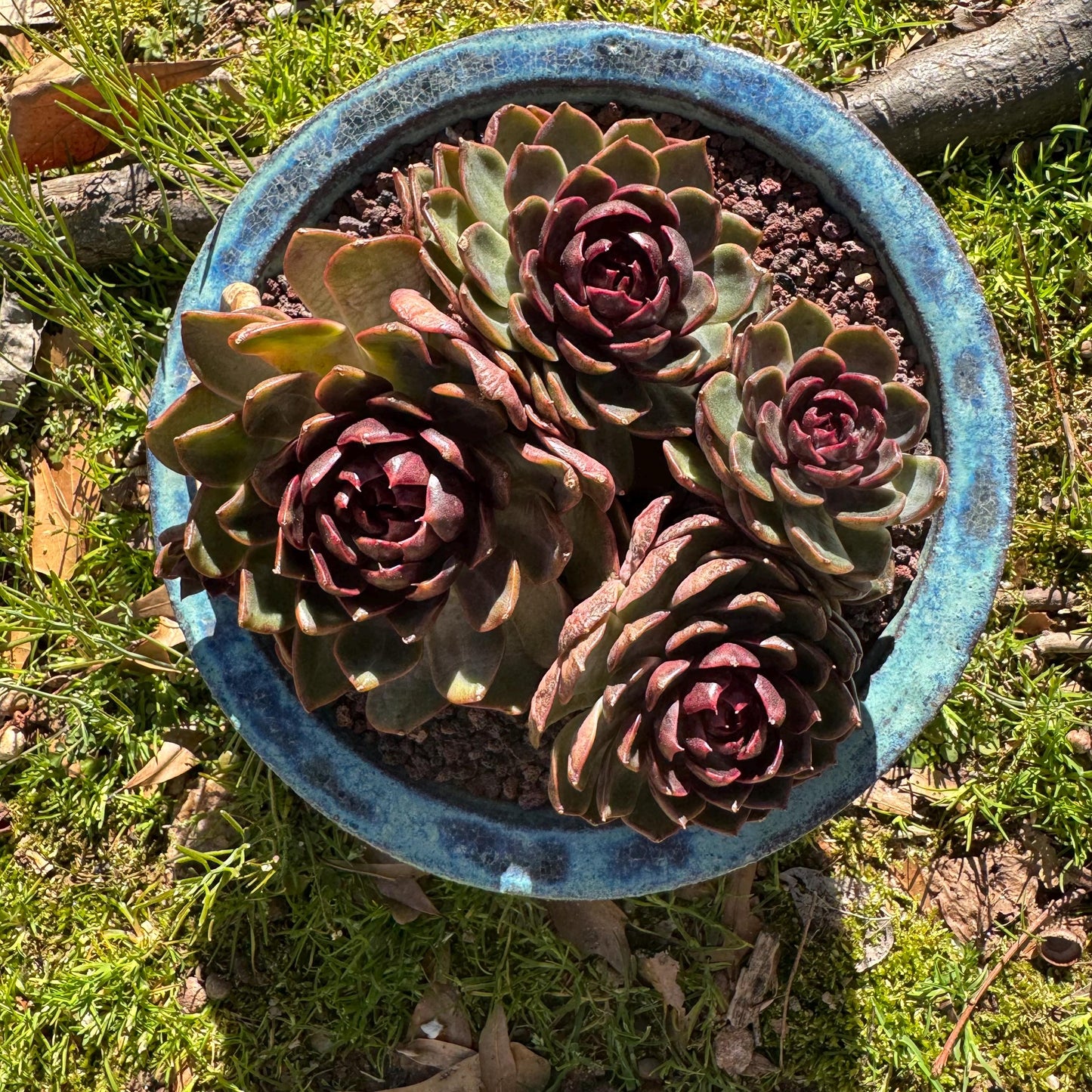 Echeveria 'blueberry ' big cluster, 5.7inches, 4heads, Bare Root, Imported Rare Succulent, live plant, gift