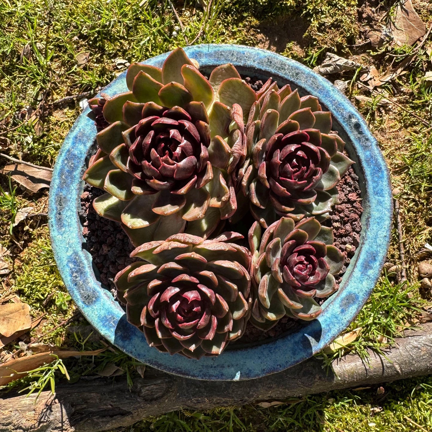 Echeveria 'blueberry ' big cluster, 5.7inches, 4heads, Bare Root, Imported Rare Succulent, live plant, gift