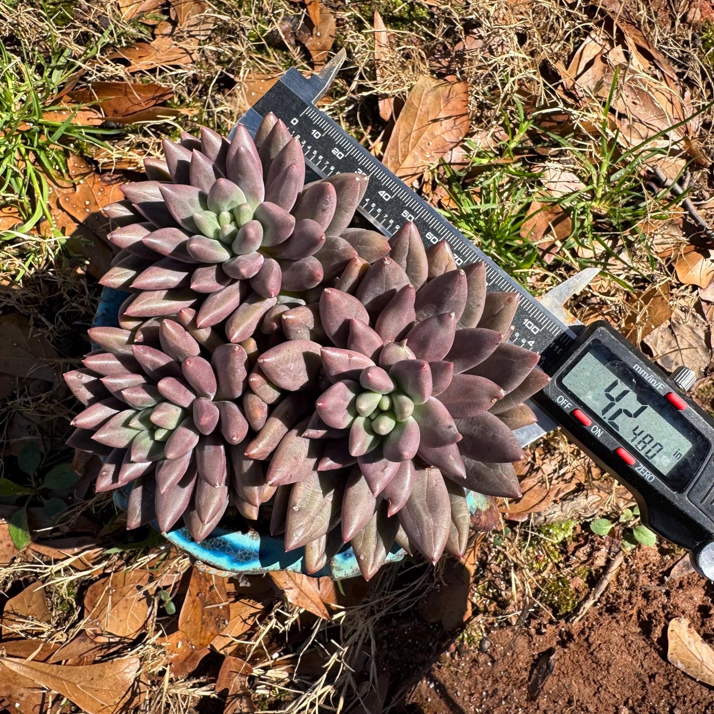 Pachyphytum’ Yumeiren sp. ’ cluster , 4.2inches, new hybrid, 3heads, nice color