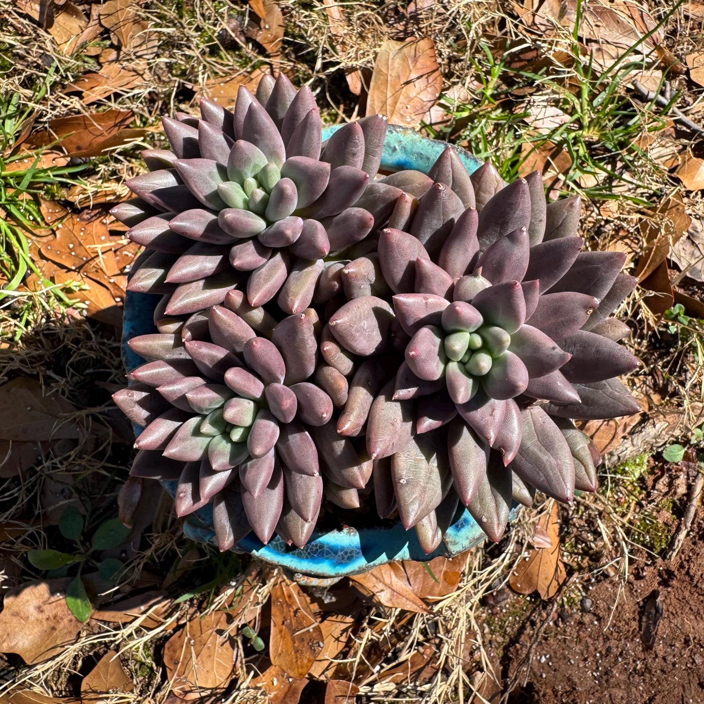 Pachyphytum’ Yumeiren sp. ’ cluster , 4.2inches, new hybrid, 3heads, nice color