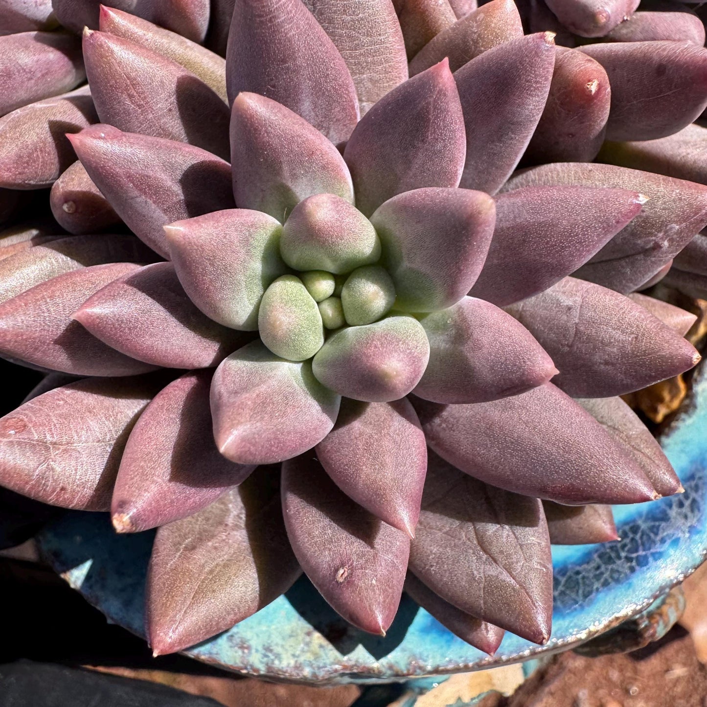Pachyphytum’ Yumeiren sp. ’ cluster , 4.2inches, new hybrid, 3heads, nice color