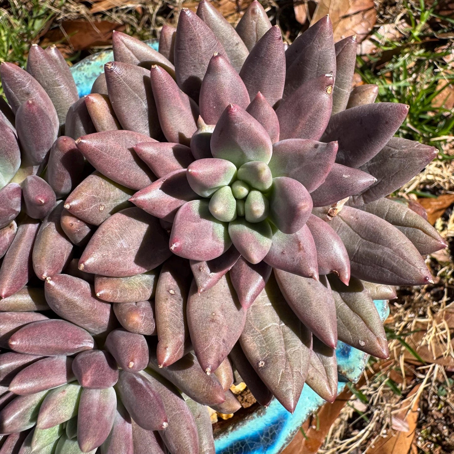 Pachyphytum’ Yumeiren sp. ’ cluster , 4.2inches, new hybrid, 3heads, nice color