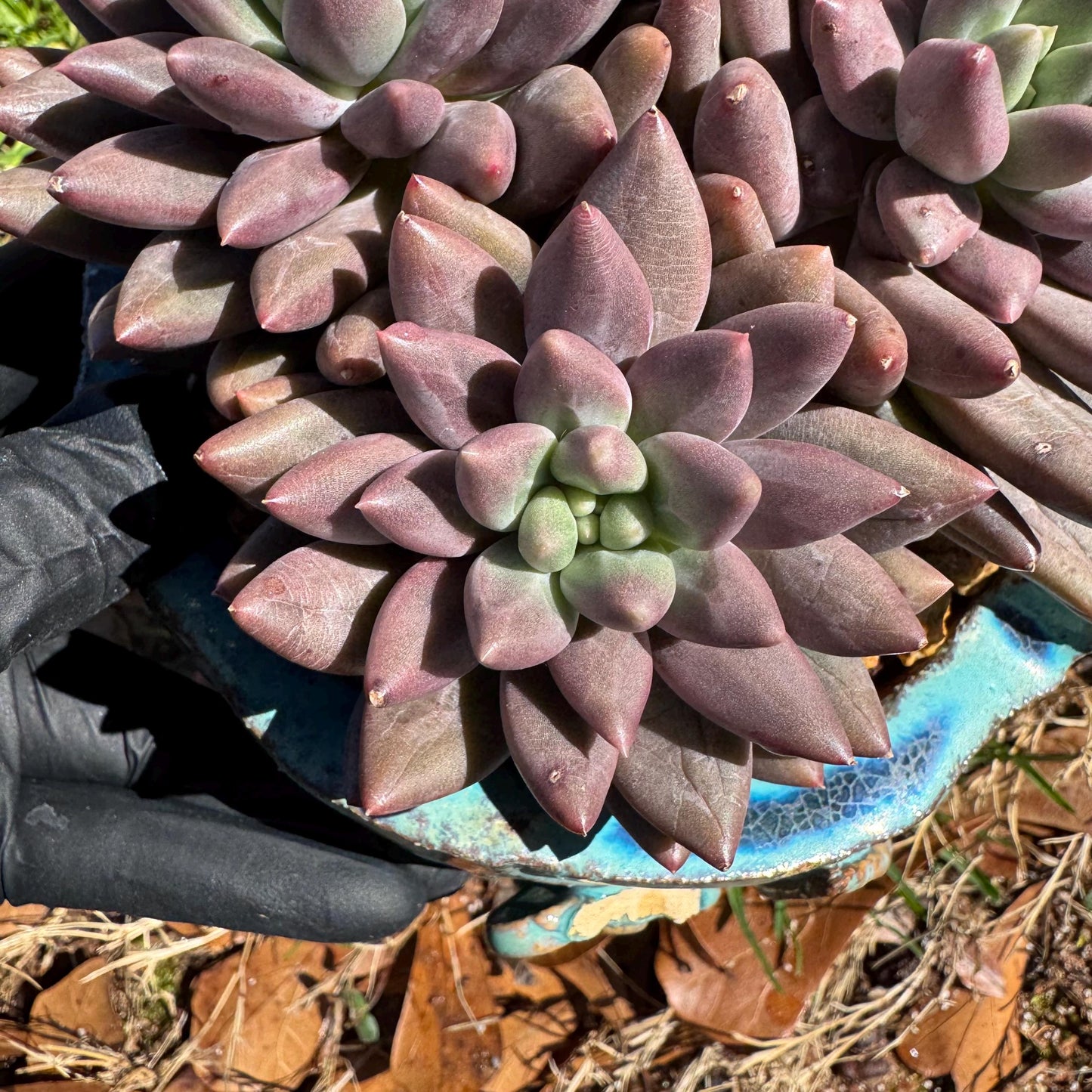 Pachyphytum’ Yumeiren sp. ’ cluster , 4.2inches, new hybrid, 3heads, nice color