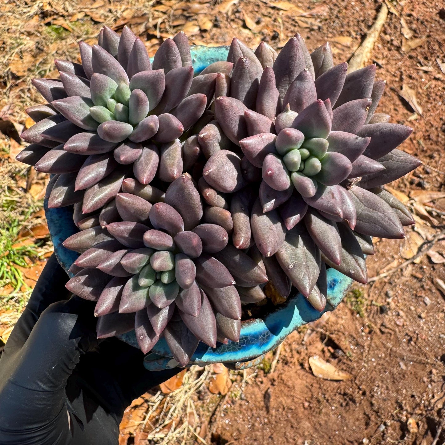 Pachyphytum’ Yumeiren sp. ’ cluster , 4.2inches, new hybrid, 3heads, nice color