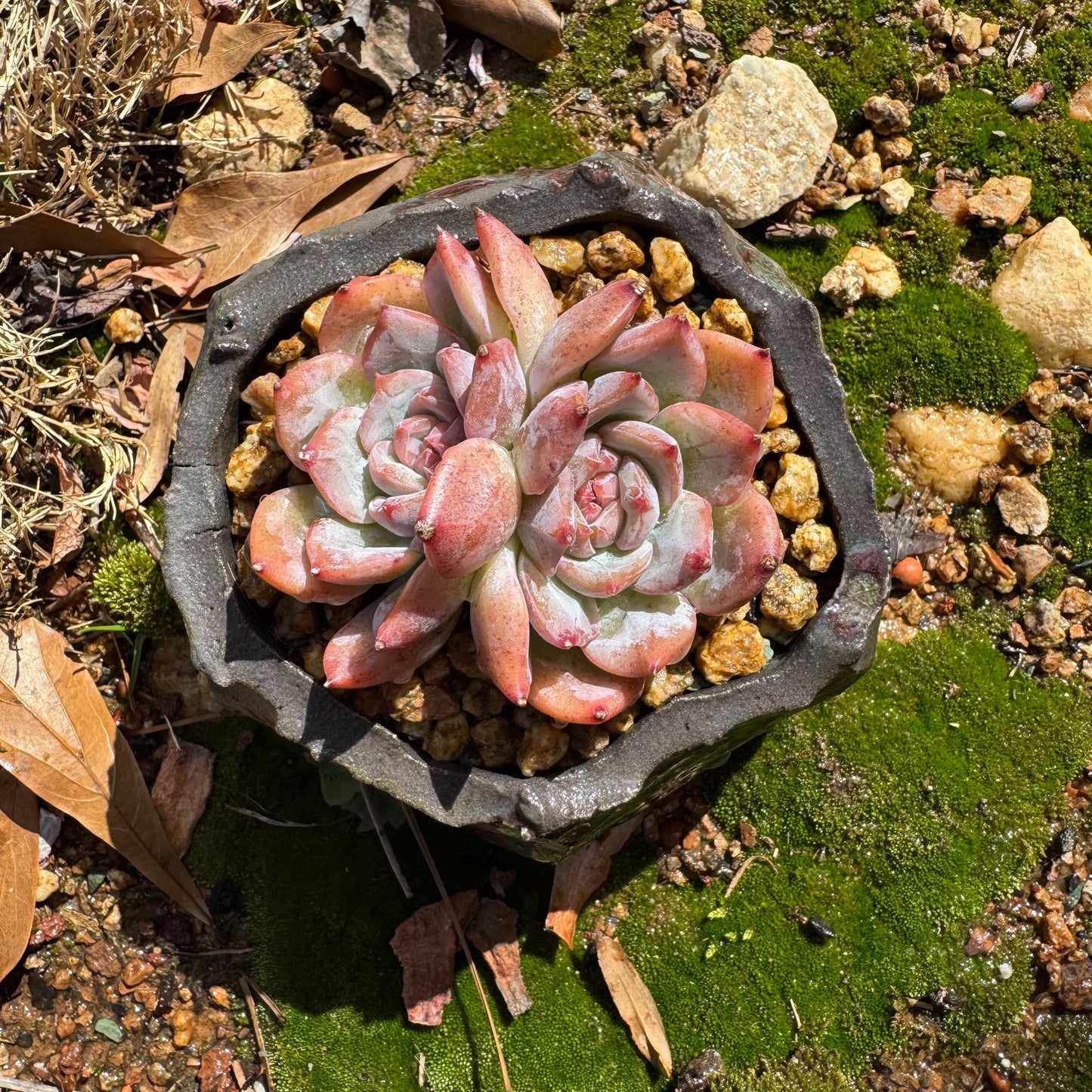 Echeveria 'sugar heart' ,2heads , 2.4inches, Bare Root, Imported Rare Succulent, live plant