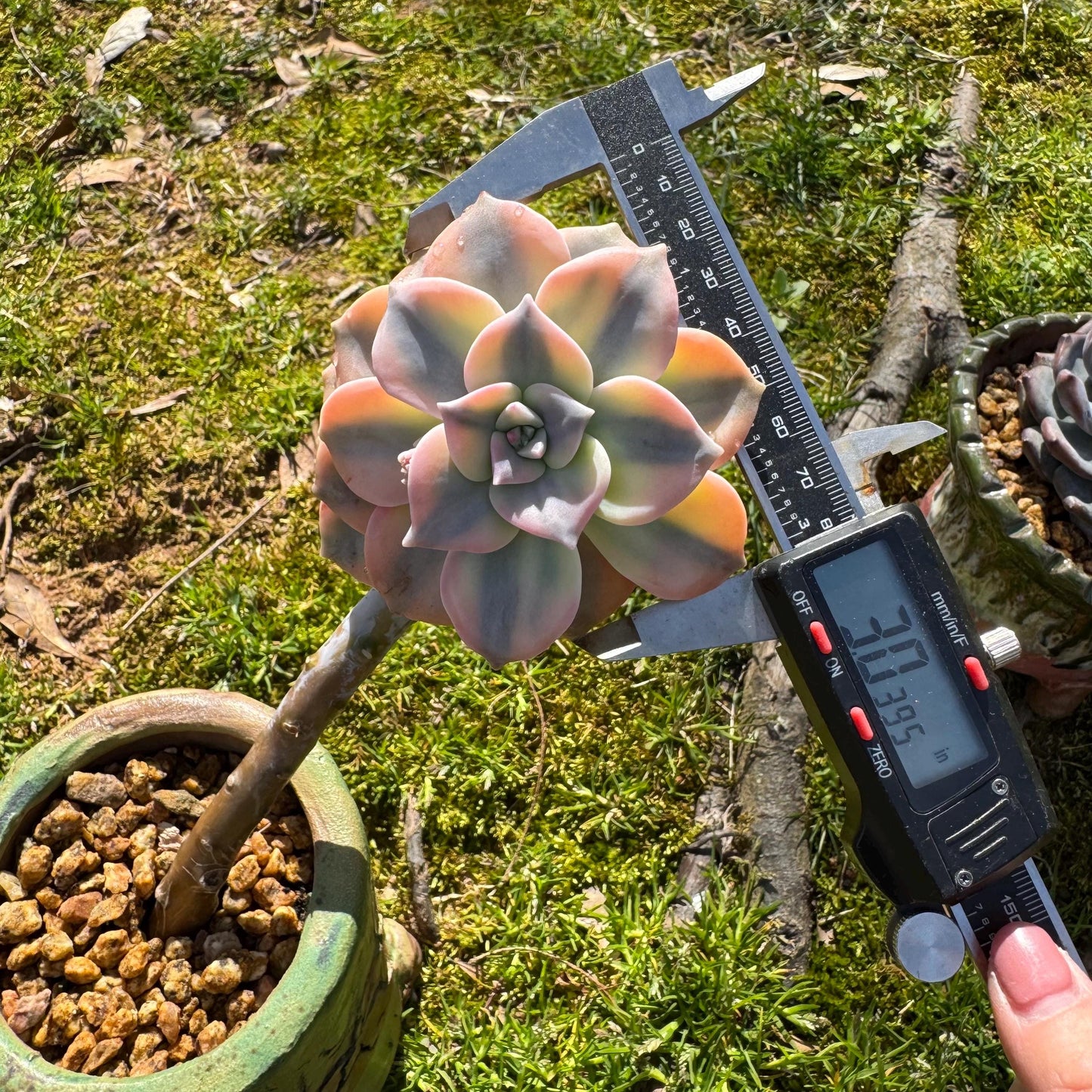 Rare succulents plants, Graptopetalum 'Purple Delight' Variegated, 3inches