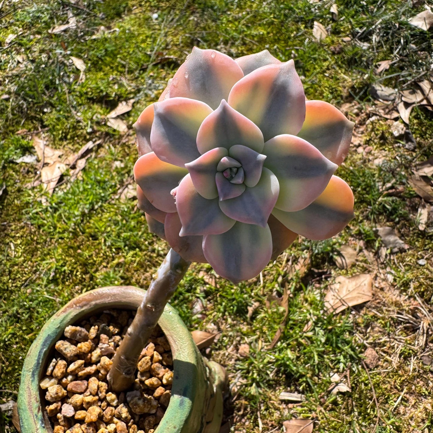 Rare succulents plants, Graptopetalum 'Purple Delight' Variegated, 3inches
