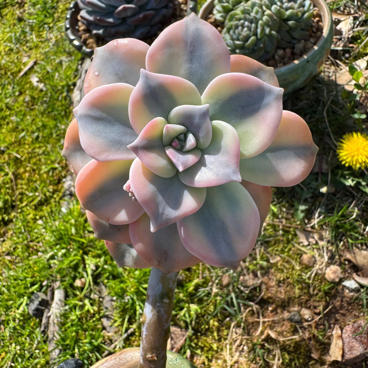 Rare succulents plants, Graptopetalum 'Purple Delight' Variegated, 3inches