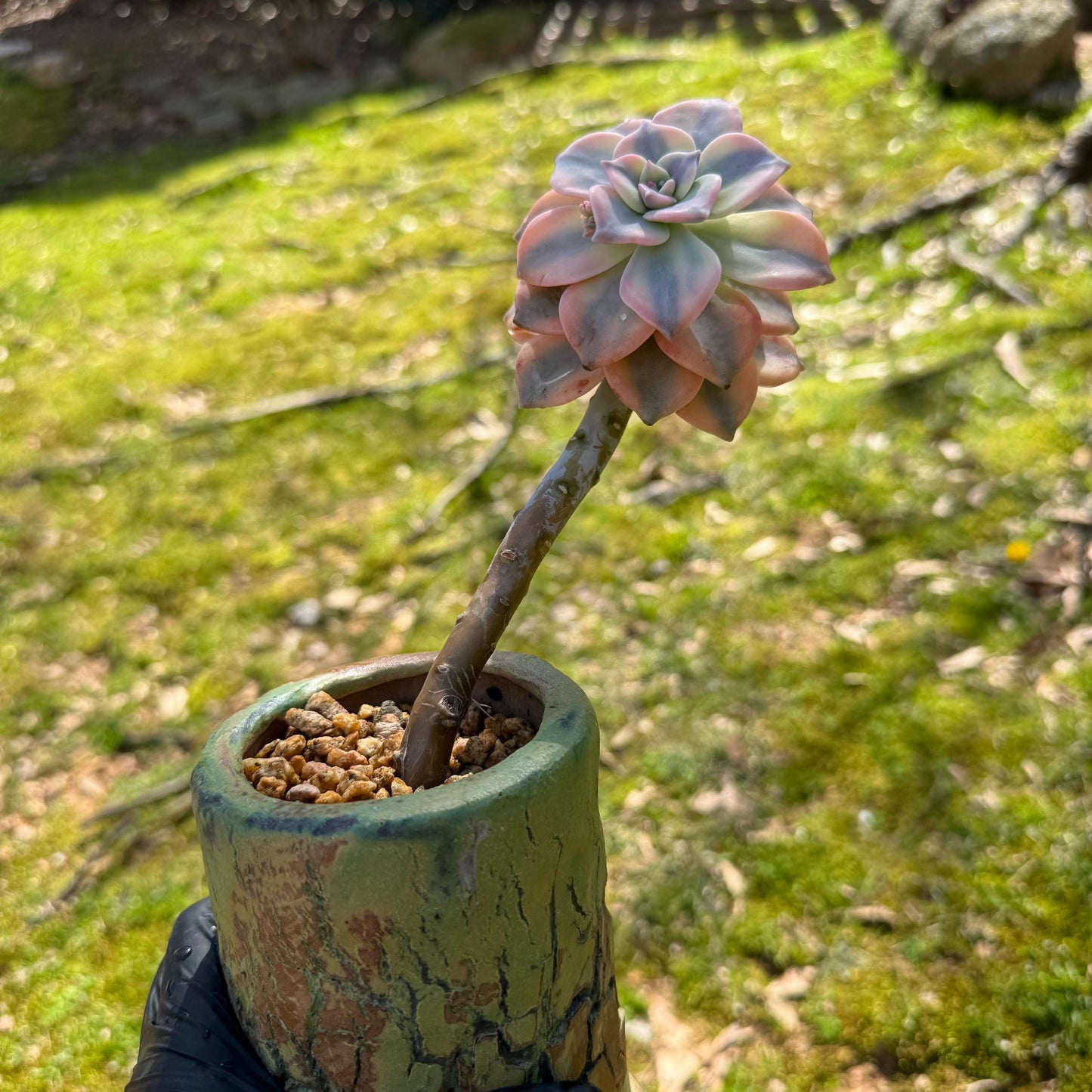 Rare succulents plants, Graptopetalum 'Purple Delight' Variegated, 3inches