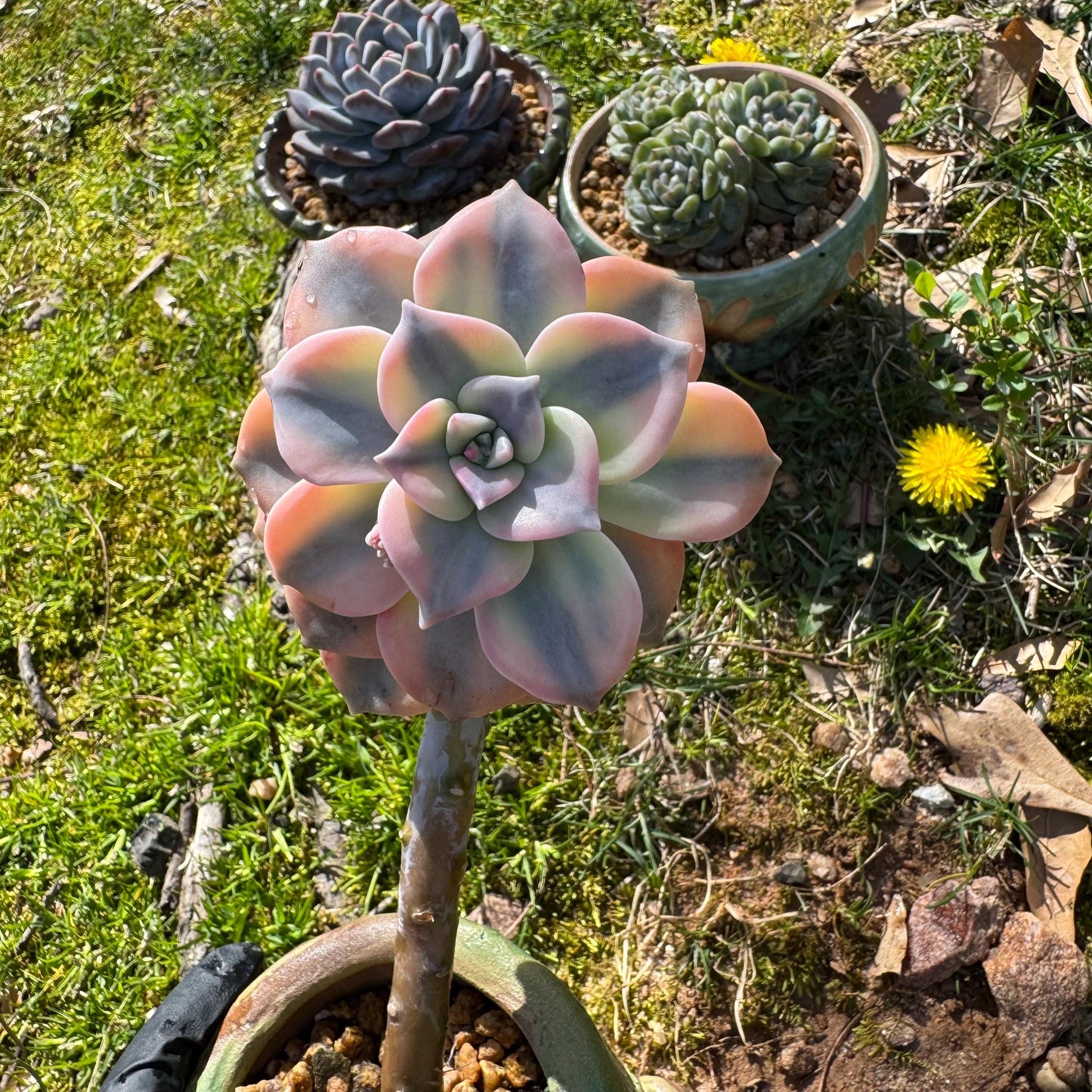 Rare succulents plants, Graptopetalum 'Purple Delight' Variegated, 3inches