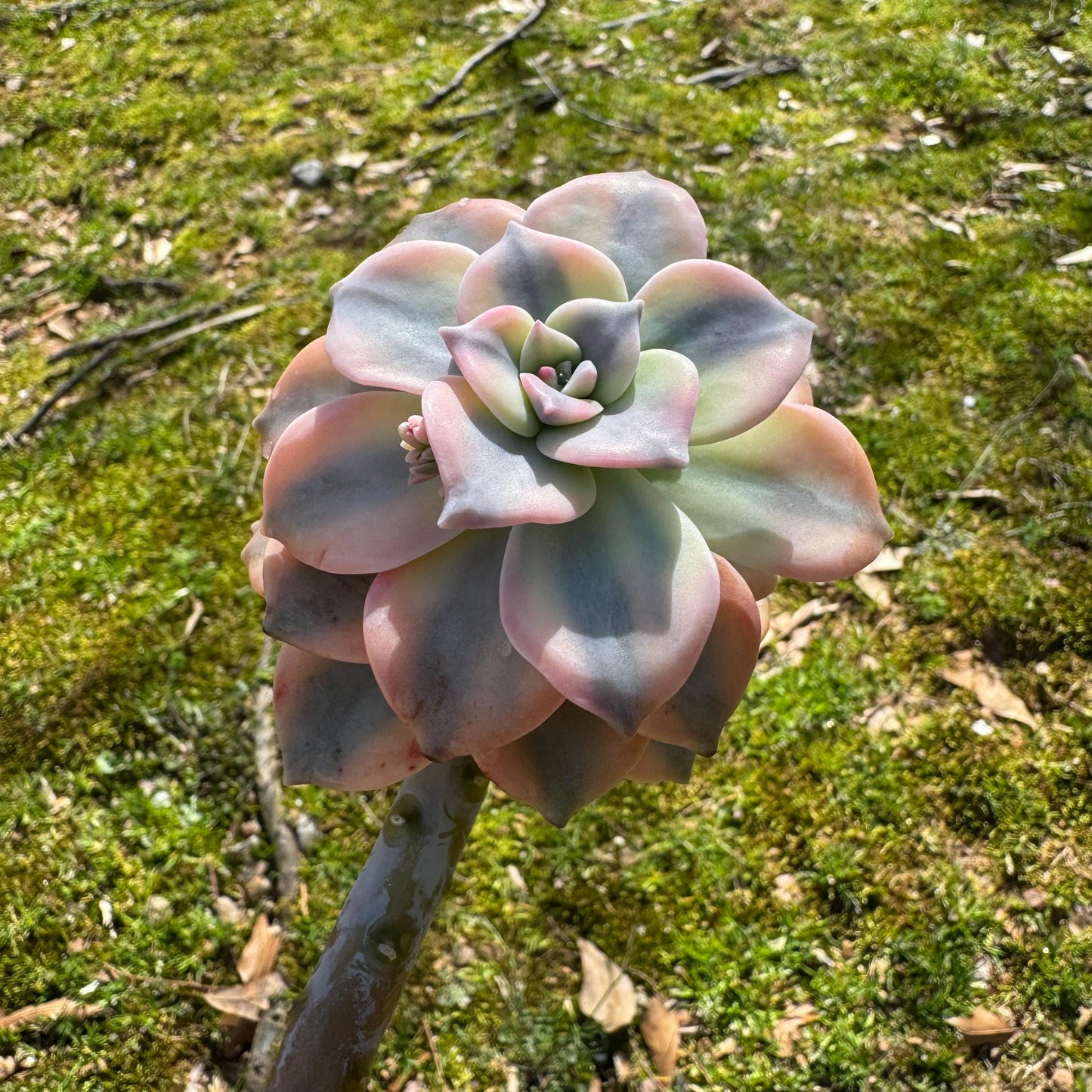 Rare succulents plants, Graptopetalum 'Purple Delight' Variegated, 3inches