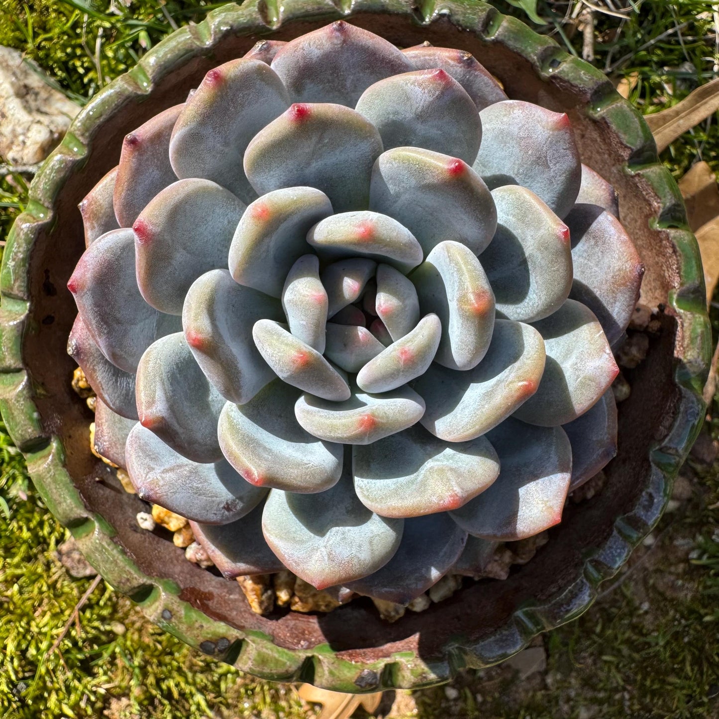 Succulents plants , Echeveria Korean ‘ Orange Monroe’, 3.2inches