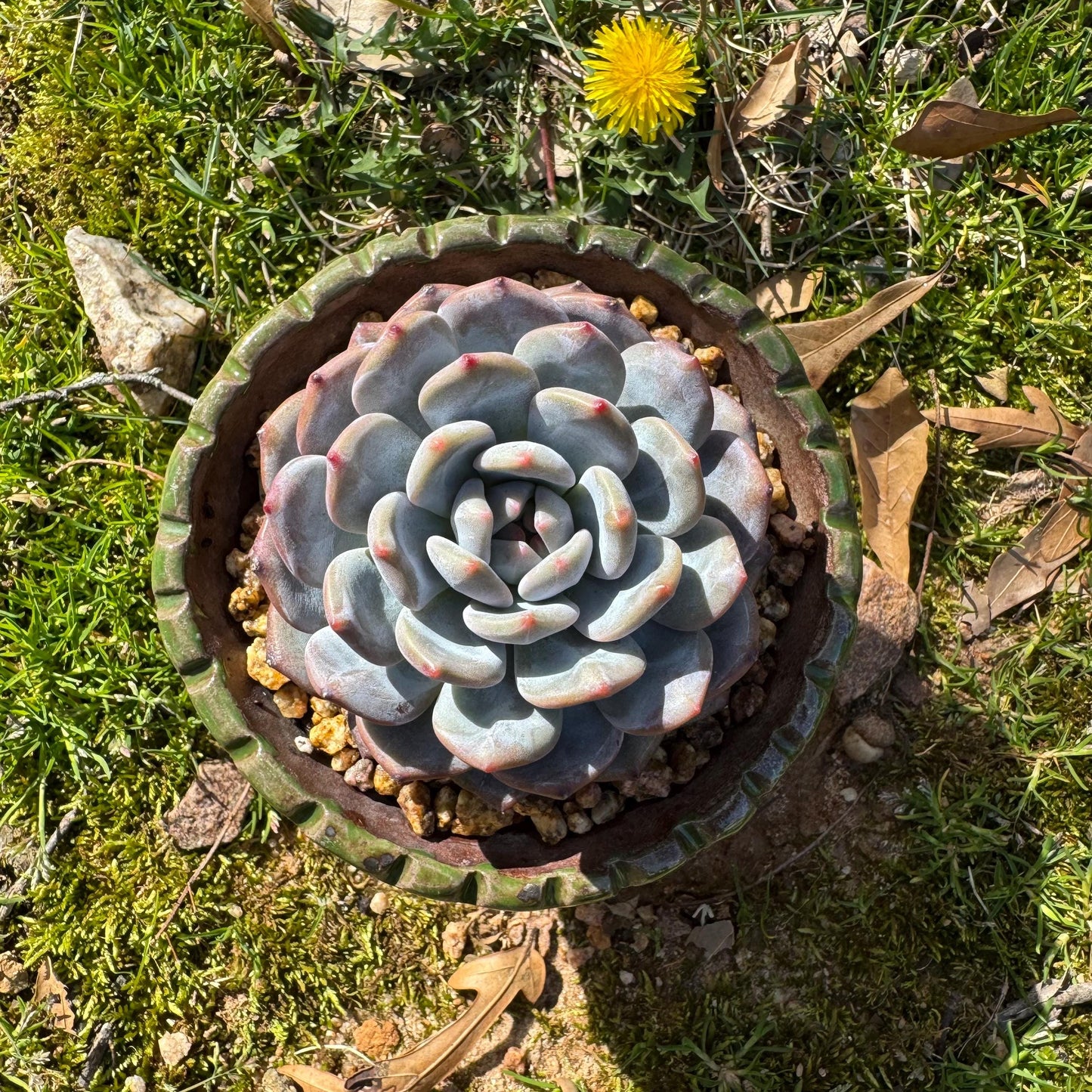 Succulents plants , Echeveria Korean ‘ Orange Monroe’, 3.2inches