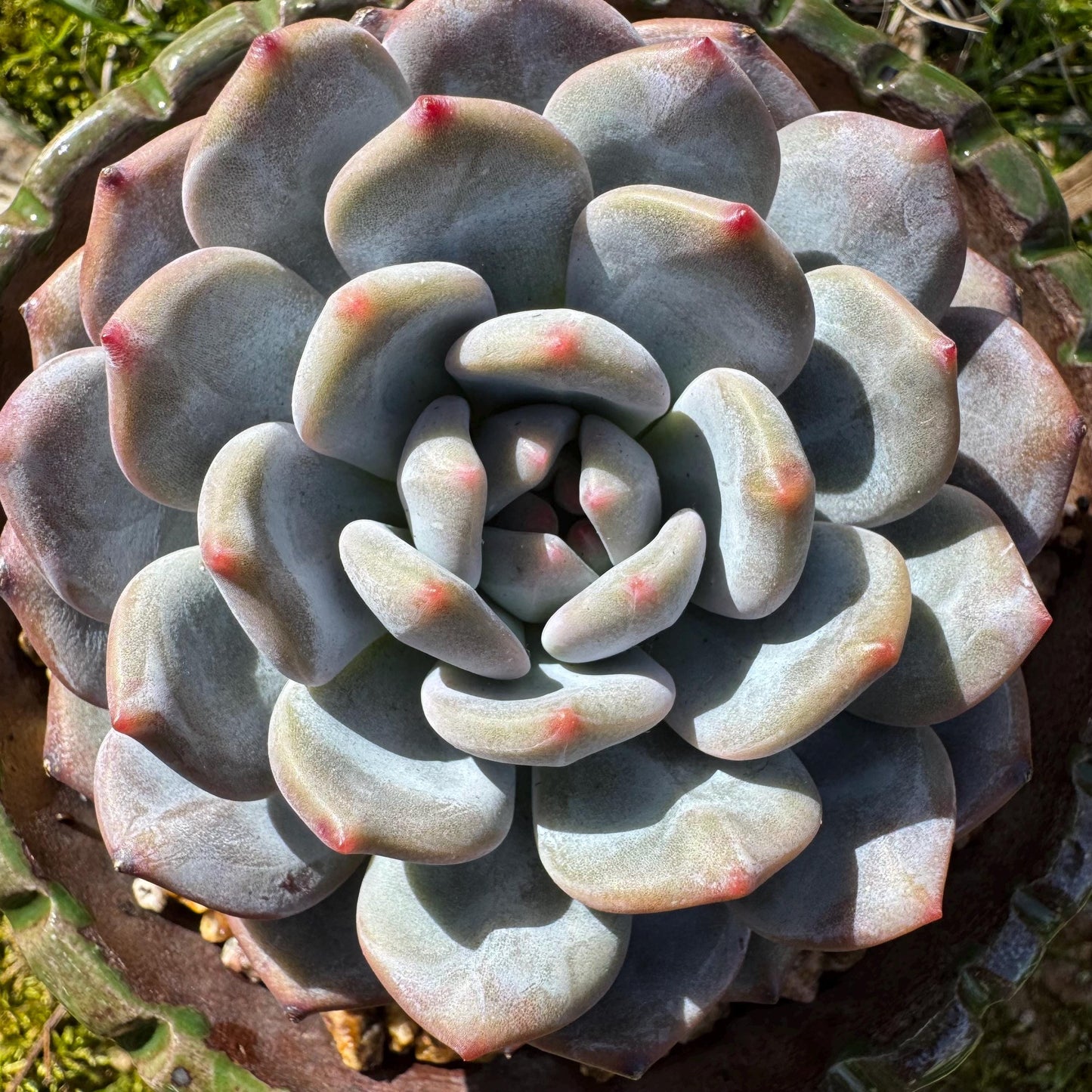 Succulents plants , Echeveria Korean ‘ Orange Monroe’, 3.2inches