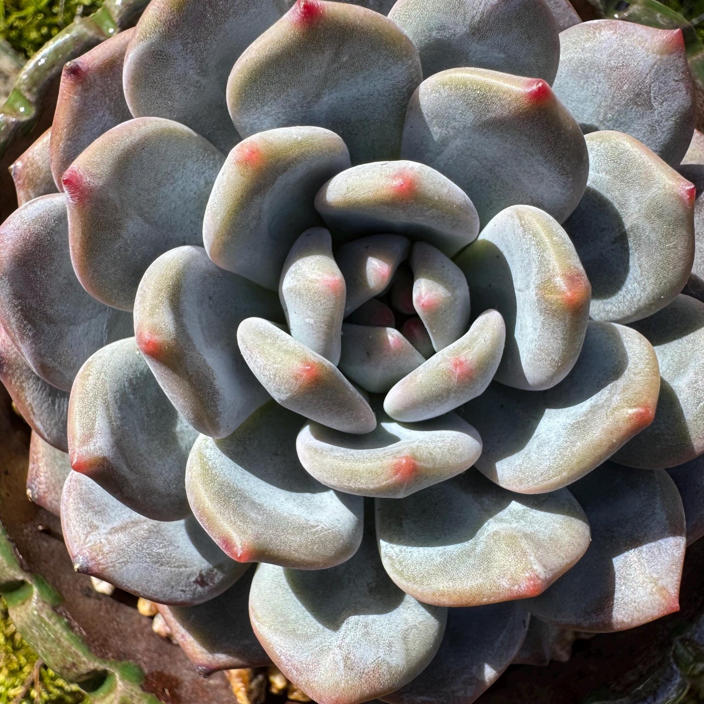 Succulents plants , Echeveria Korean ‘ Orange Monroe’, 3.2inches