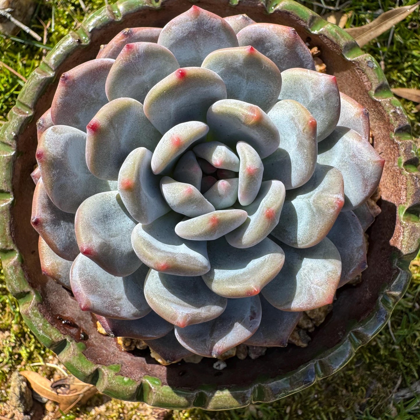 Succulents plants , Echeveria Korean ‘ Orange Monroe’, 3.2inches
