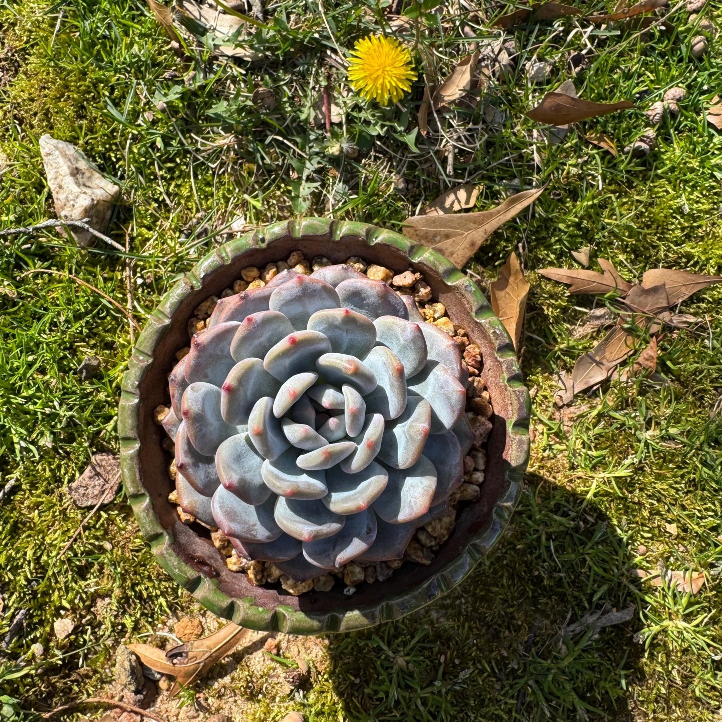 Succulents plants , Echeveria Korean ‘ Orange Monroe’, 3.2inches
