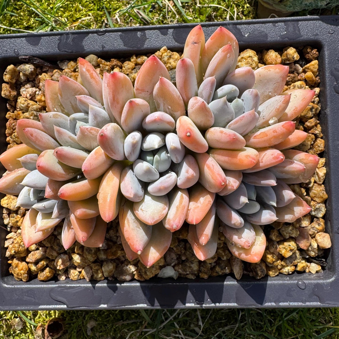 Rare succuclents plants, Echeveria 'Red ivory cluster ', 4.3inches