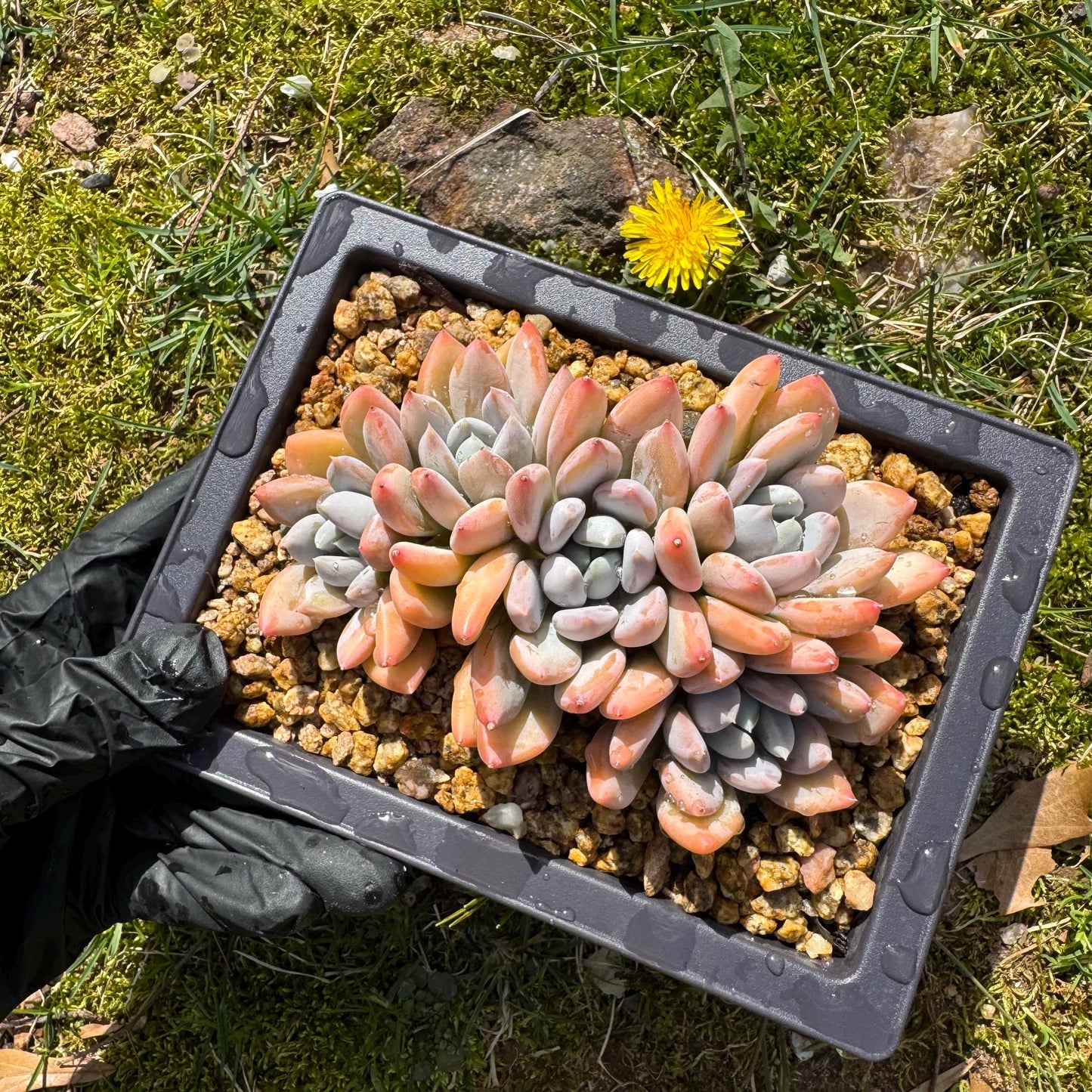 Rare succuclents plants, Echeveria 'Red ivory cluster ', 4.3inches