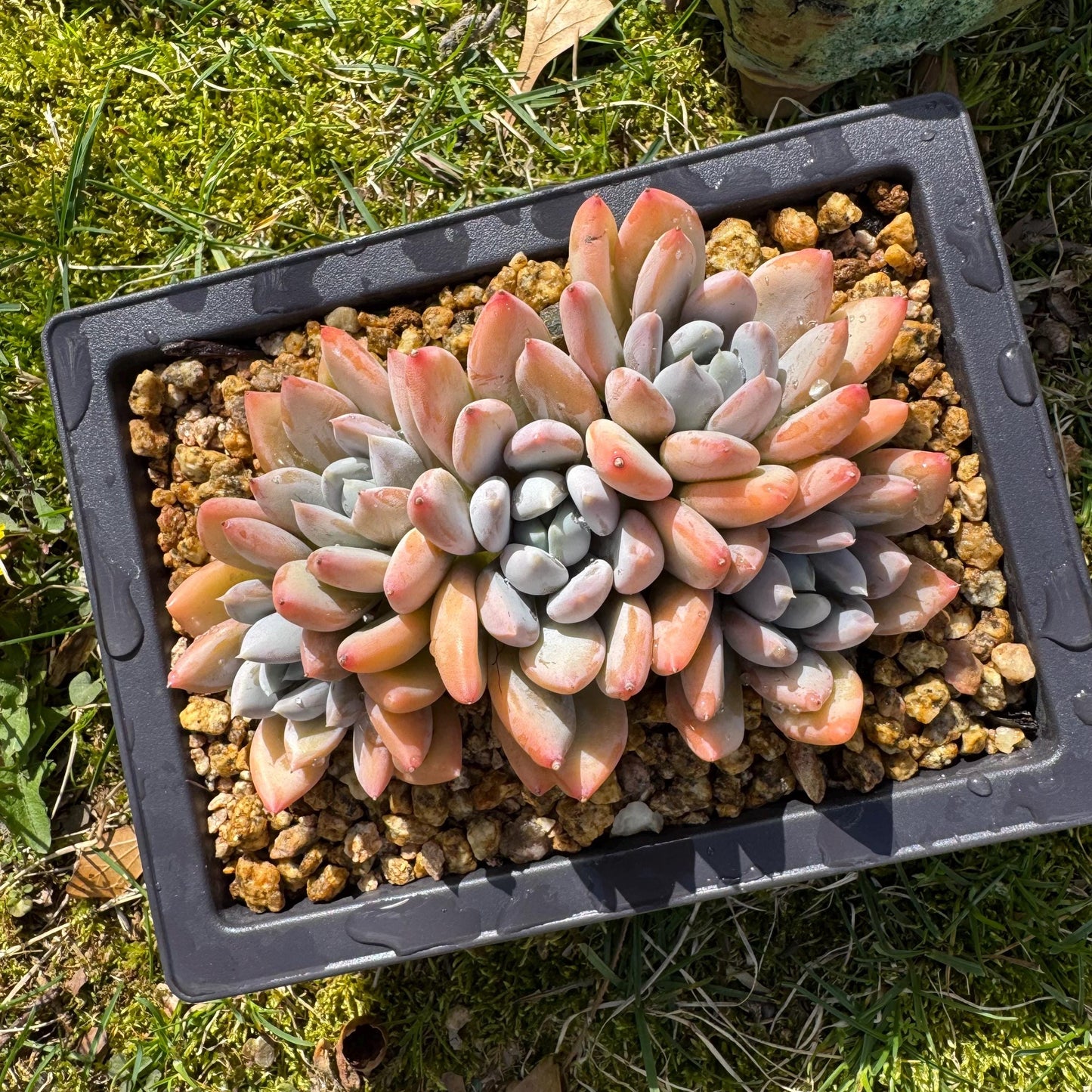 Rare succuclents plants, Echeveria 'Red ivory cluster ', 4.3inches