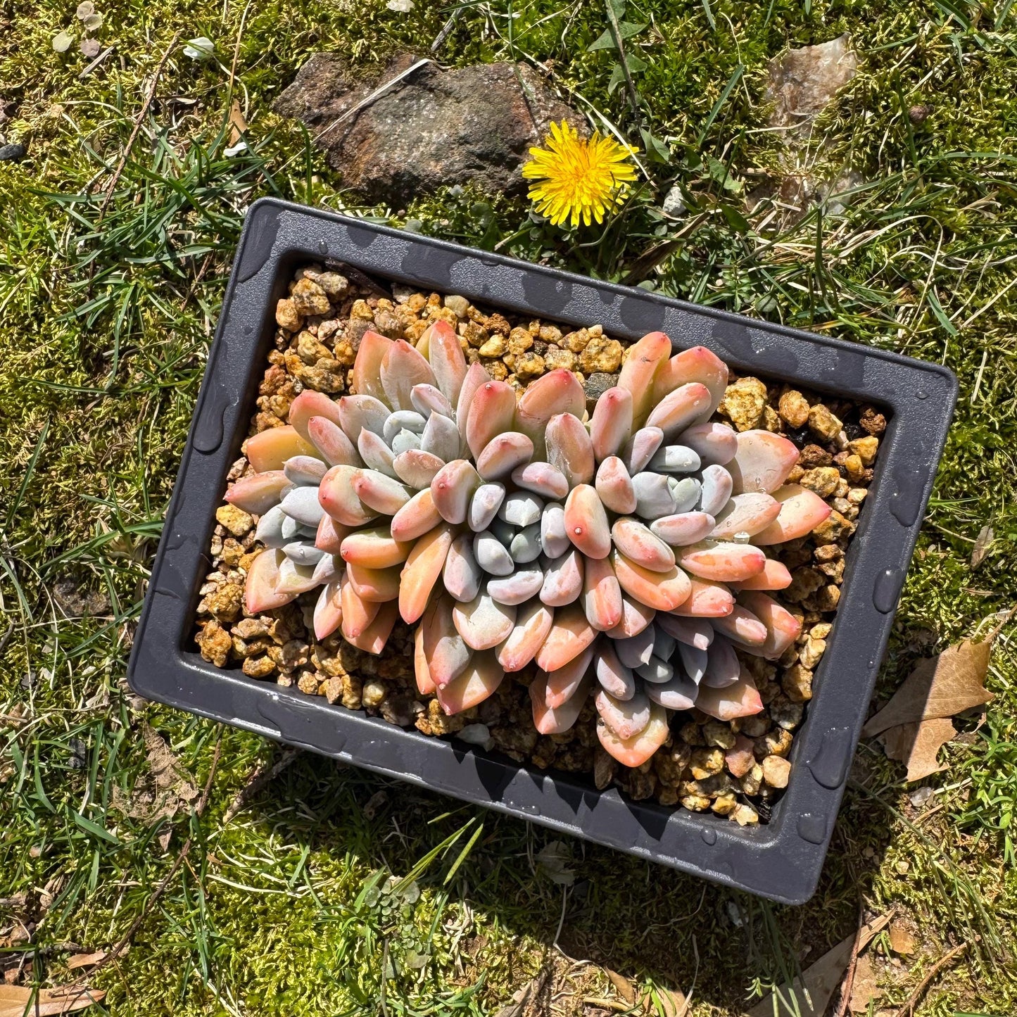 Rare succuclents plants, Echeveria 'Red ivory cluster ', 4.3inches