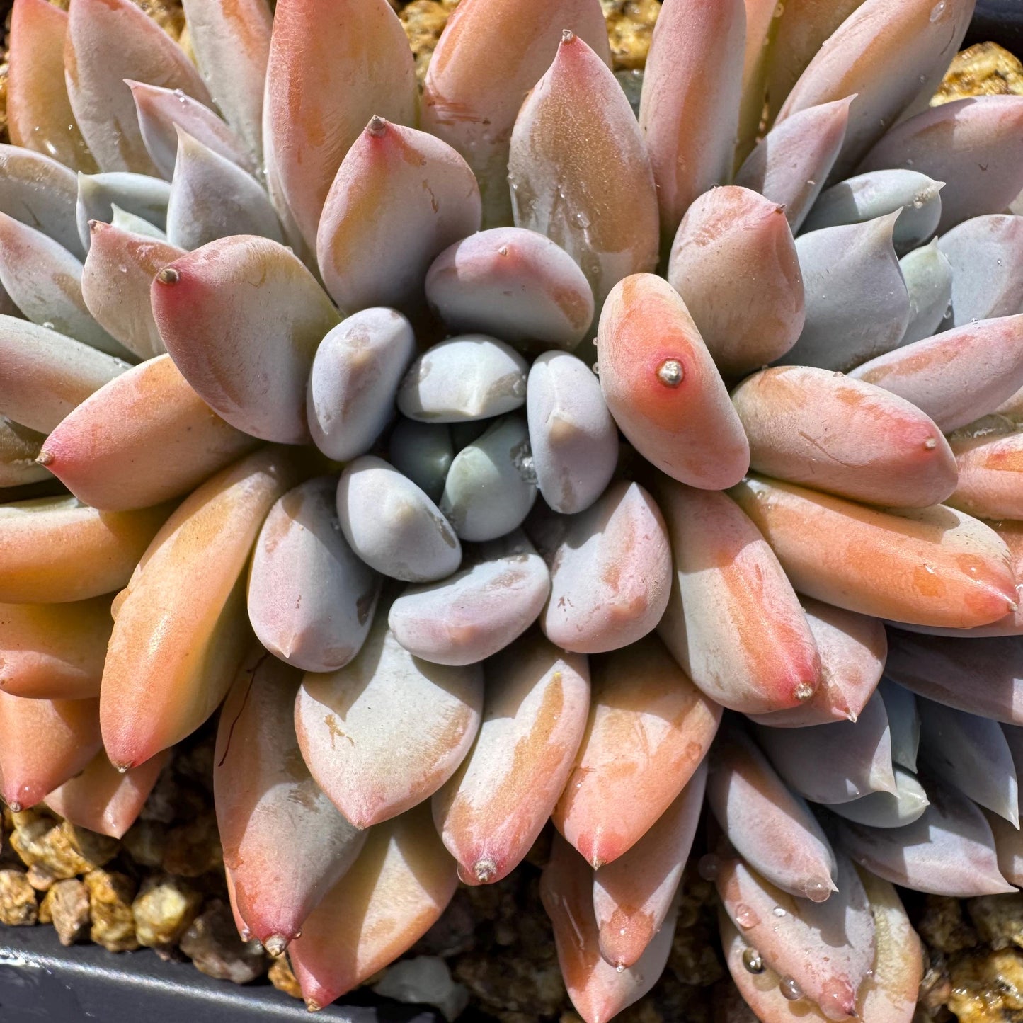 Rare succuclents plants, Echeveria 'Red ivory cluster ', 4.3inches