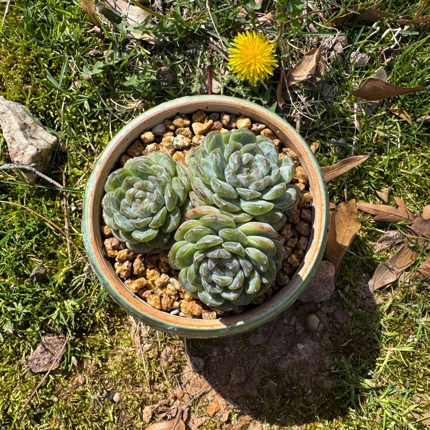 Rare succulents plants, Echeveria 'Jelly Candy', 3.3inches
