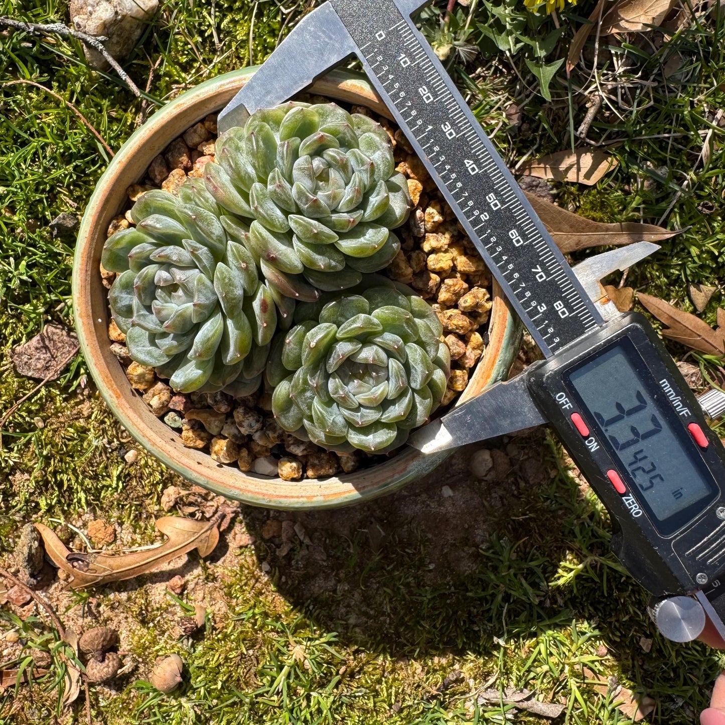 Rare succulents plants, Echeveria 'Jelly Candy', 3.3inches