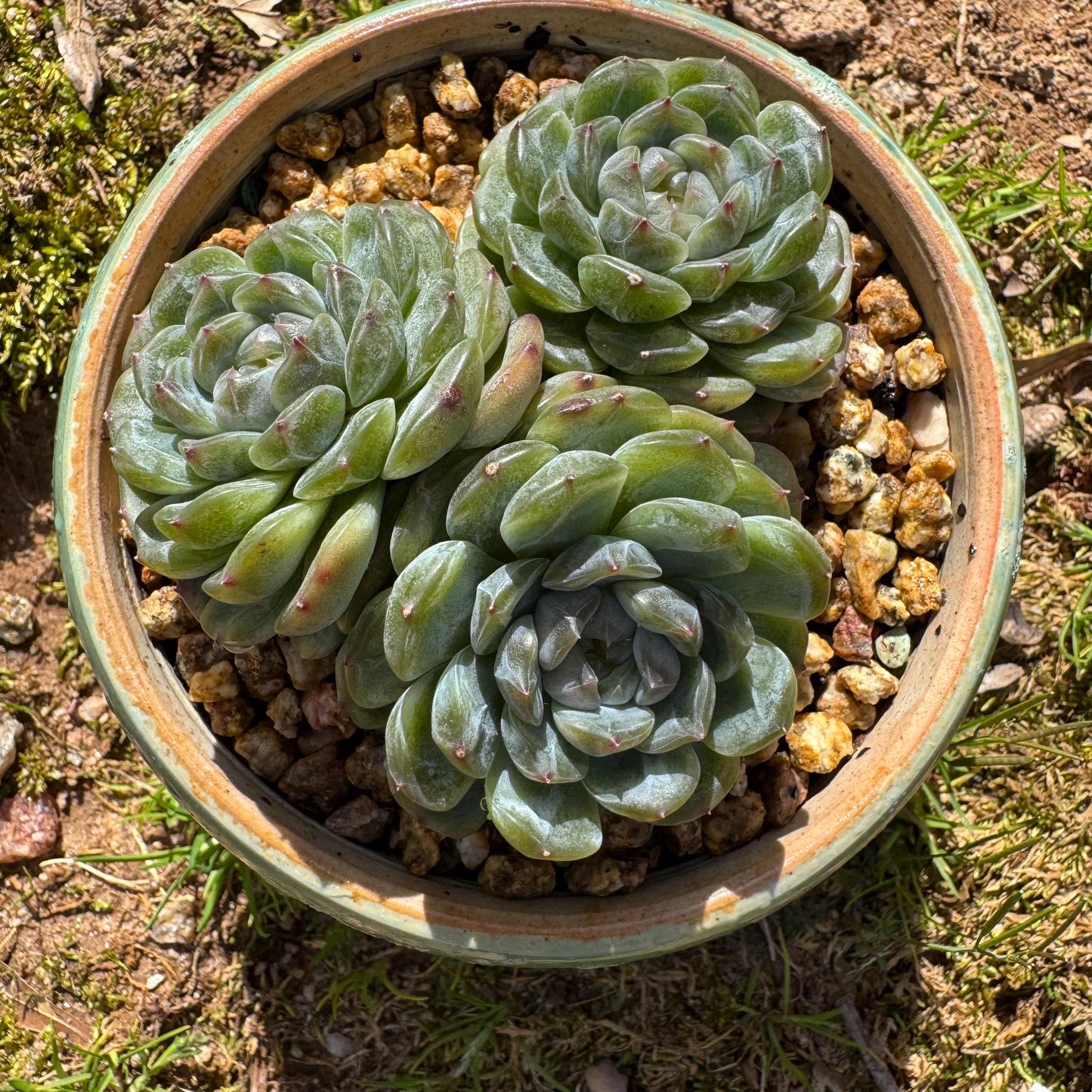 Rare succulents plants, Echeveria 'Jelly Candy', 3.3inches