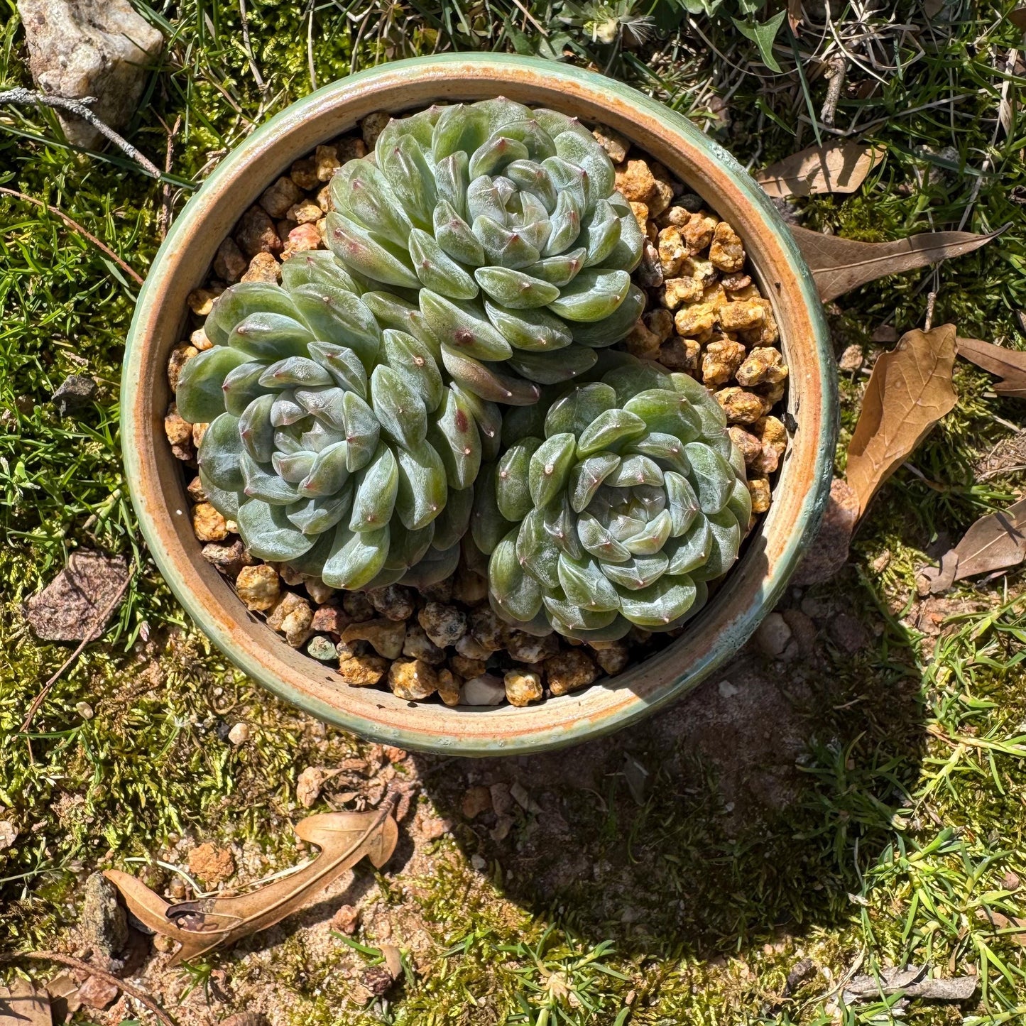 Rare succulents plants, Echeveria 'Jelly Candy', 3.3inches