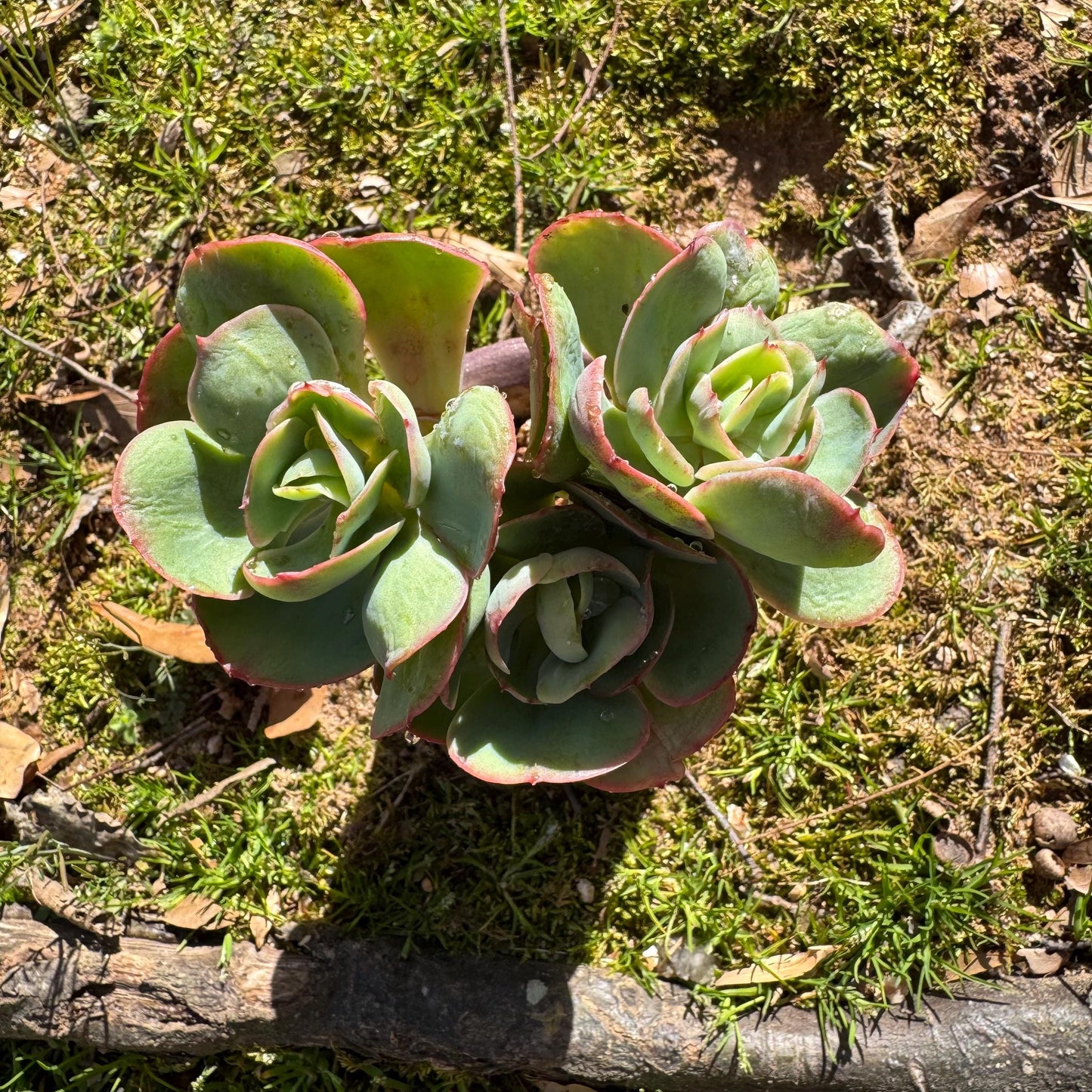 Rare succulents plants, Echeveria 'Peach Pride' small cluster, 3.8inches