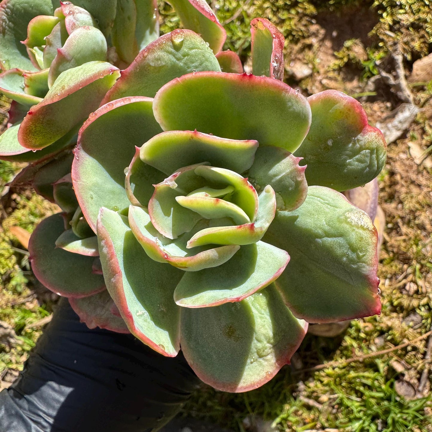 Rare succulents plants, Echeveria 'Peach Pride' small cluster, 3.8inches