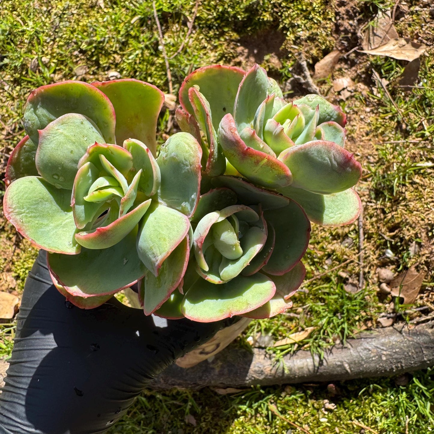 Rare succulents plants, Echeveria 'Peach Pride' small cluster, 3.8inches