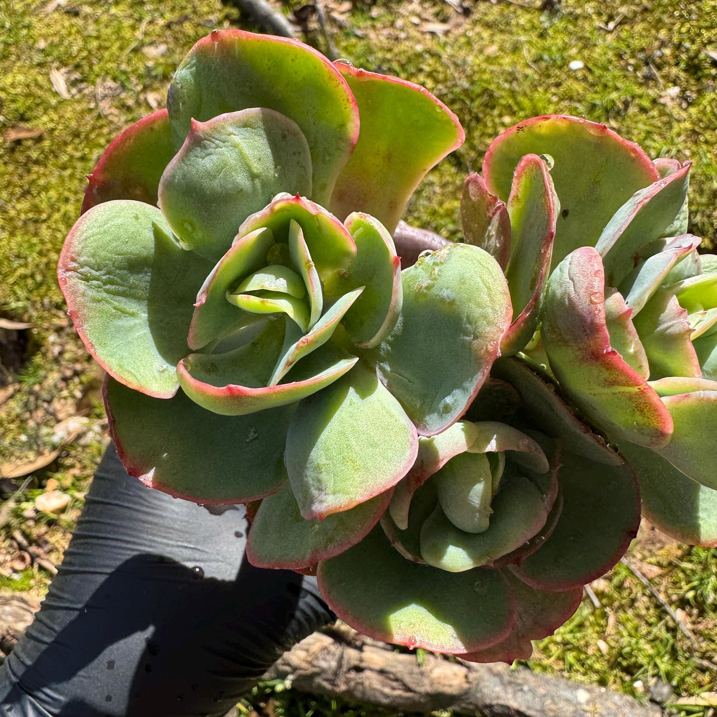 Rare succulents plants, Echeveria 'Peach Pride' small cluster, 3.8inches
