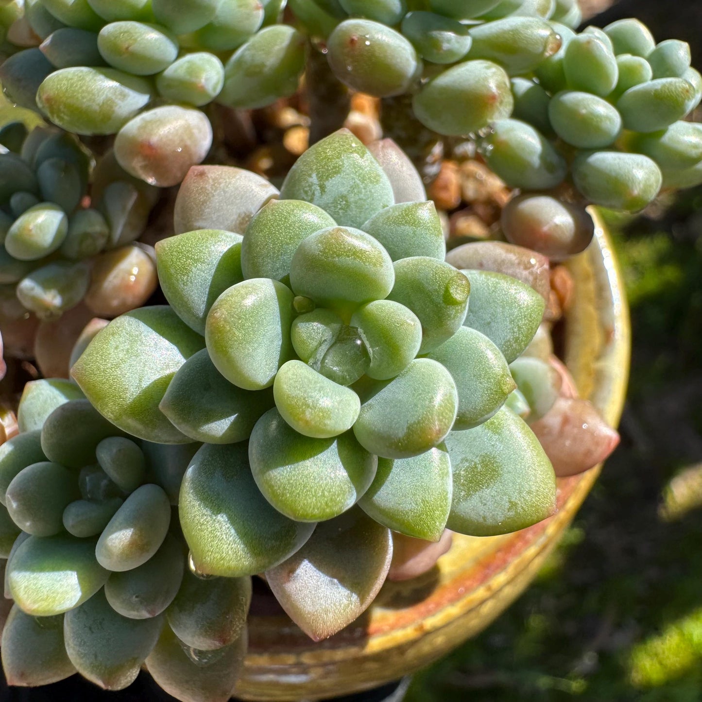 Echeveria 'Rococo' small cluster , 2.9inches, live plant , nice color, Imported Rare Succulent, gift