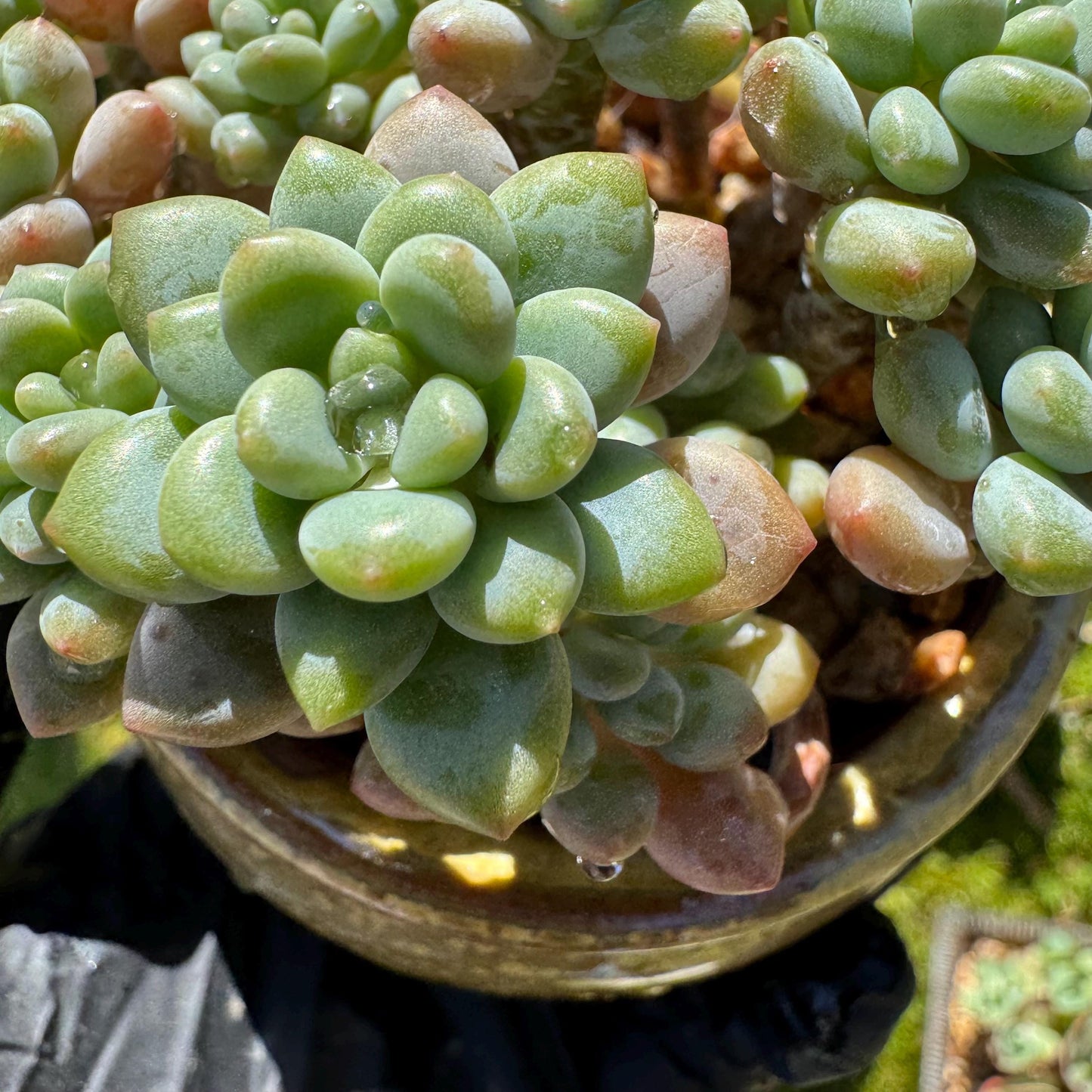 Echeveria 'Rococo' small cluster , 2.9inches, live plant , nice color, Imported Rare Succulent, gift