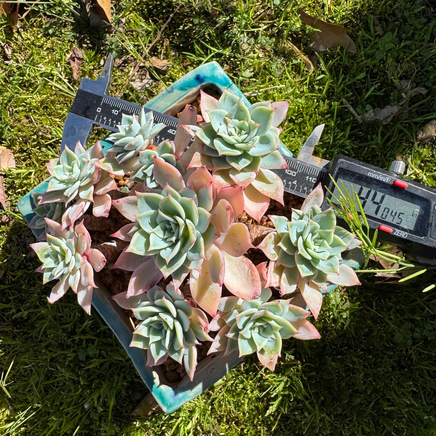 Rare live succulent plant , Echeveria 'pansy' cluster, 4.4inches , Bare Root