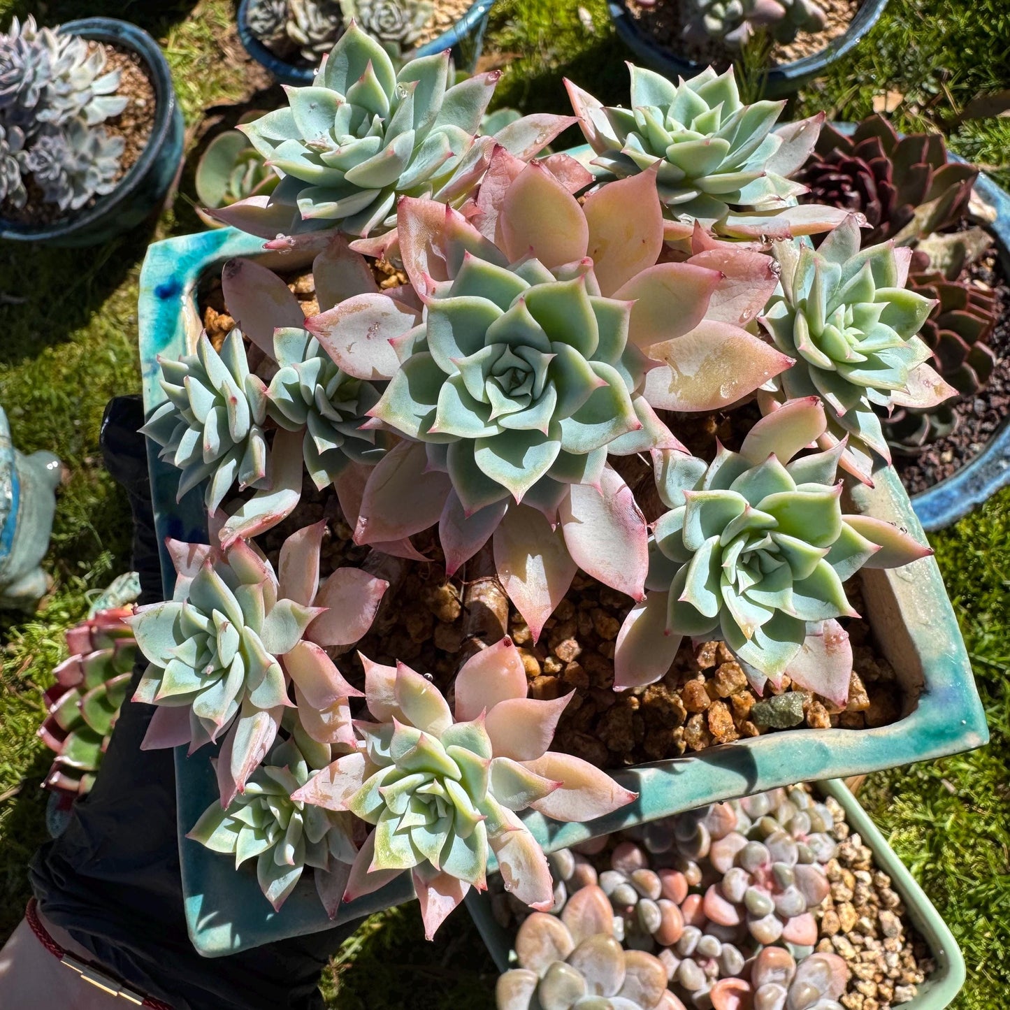 Rare live succulent plant , Echeveria 'pansy' cluster, 4.4inches , Bare Root