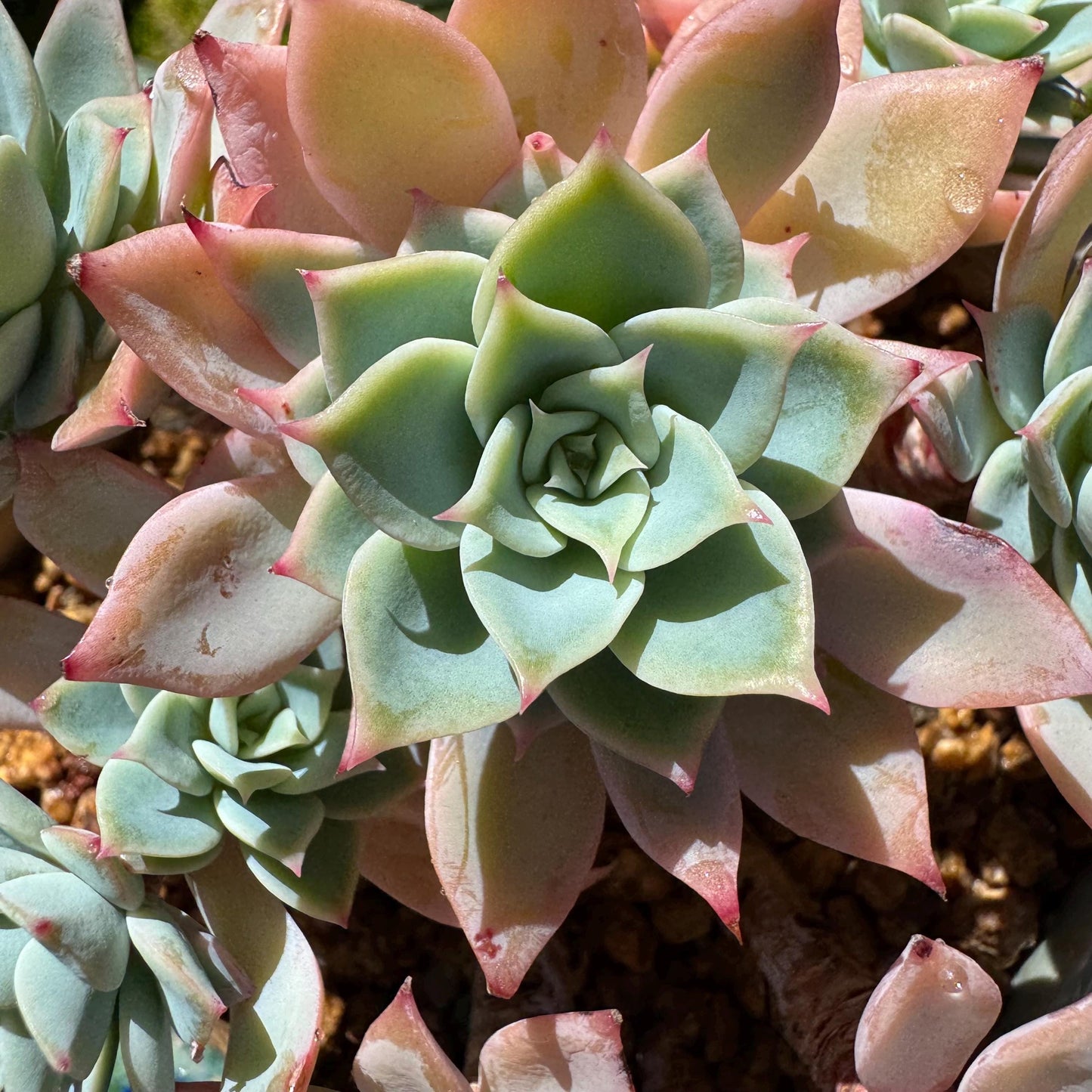 Rare live succulent plant , Echeveria 'pansy' cluster, 4.4inches , Bare Root
