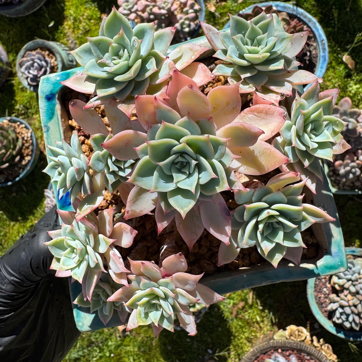 Rare live succulent plant , Echeveria 'pansy' cluster, 4.4inches , Bare Root