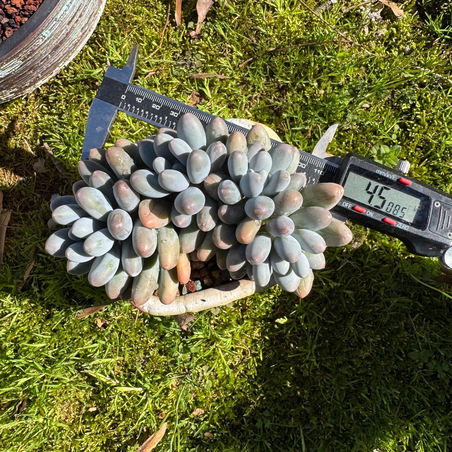 Rare live succulent, Graptopetalum Amethystinum ' cheese Sweet Ball ’ cluster, 4.5inches